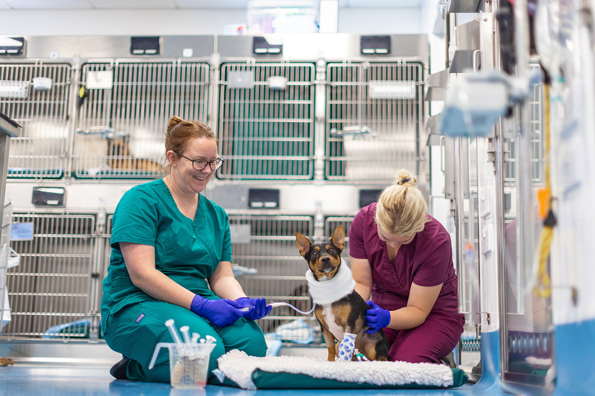 RVN-Amy-Gonyou-and-VCA-Sophie-Perry-administer-an-oesophagostomy-feeding-tube-to-patient-Milo_small.jpg