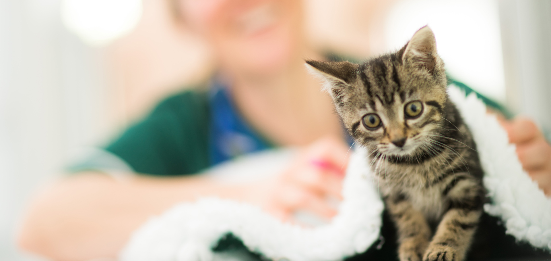 Kitten with a veterinarian