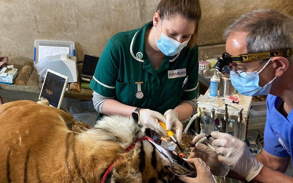 Skah the tiger getting treatment